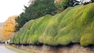 زراعة الأشجار الاحساء - اكاسيا لاند سكيب لتنسيق الحدائق