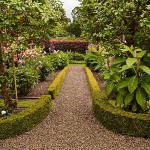 زراعة الأشجار الرياض - اكاسيا لاند سكيب لتنسيق الحدائق