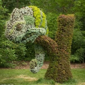 زراعة الأشجار المدينة المنورة - اكاسيا لاند سكيب لتنسيق الحدائق