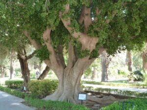 زراعة الأشجار بريدة - اكاسيا لاند سكيب لتنسيق الحدائق