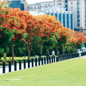 زراعة الأشجار تبوك - اكاسيا لاند سكيب لتنسيق الحدائق