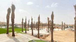 زراعة النخيل الدمام - اكاسيا لاند سكيب لتنسيق الحدائق