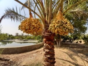 زراعة النخيل تبوك - اكاسيا لاند سكيب لتنسيق الحدائق