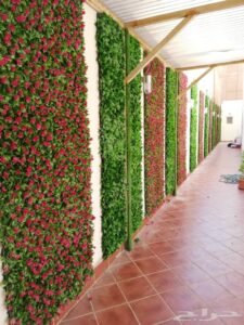 عشب جداري تبوك - اكاسيا لاند سكيب لتنسيق الحدائق