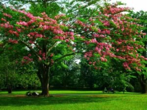 نجيلة طبيعية الدمام - اكاسيا لاند سكيب لتنسيق الحدائق